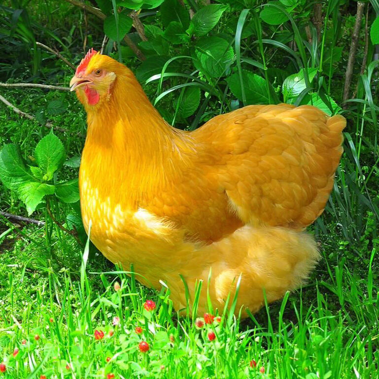 Fluffy golden Buff Orpington hen standing in green garden, showing classic orange-gold plumage