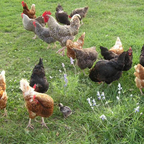 Box of six mixed heritage hatching eggs from free-range hybrid hens, various shell colours